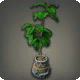 Potted Umbrella Fig