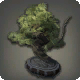 Pine Bonsai