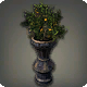 Potted Orange Tree