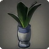 Potted Maguey