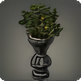 Potted Orange Tree